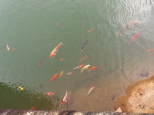 貯水池には鯉が泳いでいる。